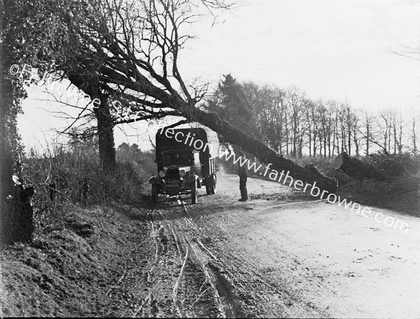 FALLEN TREE ON LORRY